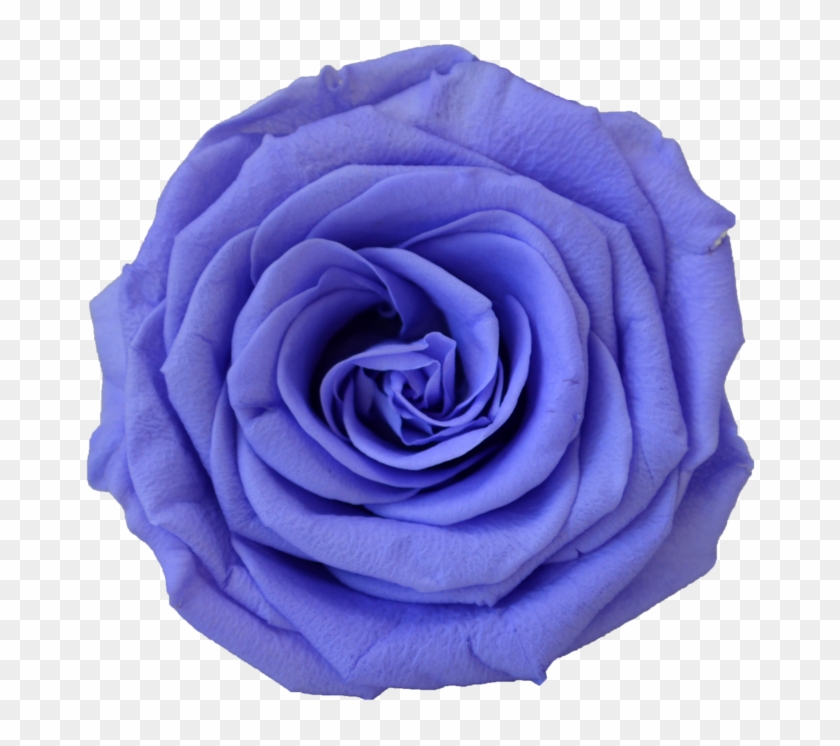 Blue Rose - Free Transparent PNG Clipart Images Download