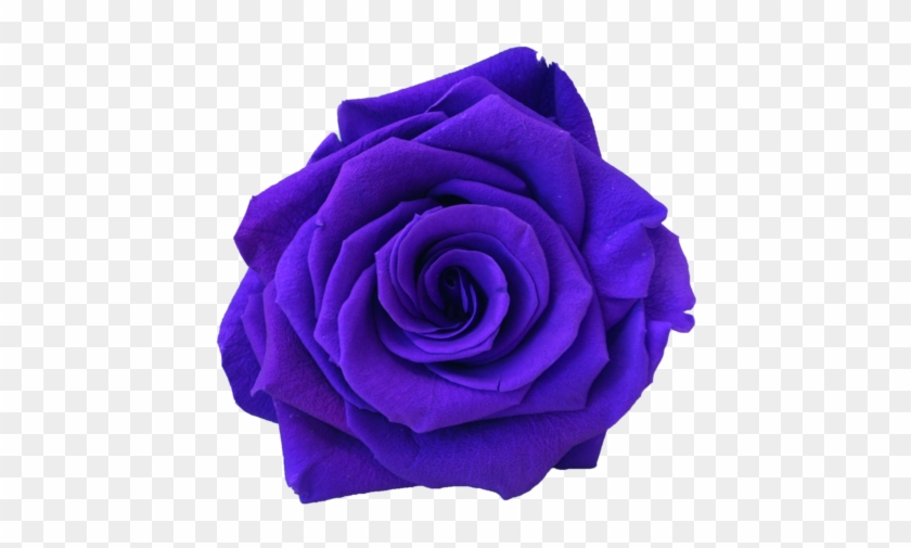 Amethyst - Rose #876182