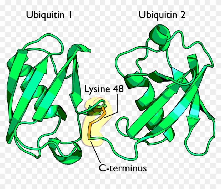 Diubiquitin Lysine 48 - Ubiquitin Diagram #880585