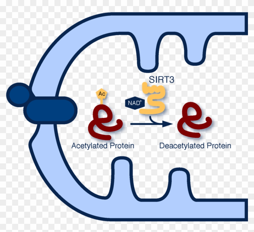 The Sirtuins Are A Large Family Of Nad -dependent Protein - The Sirtuins Are A Large Family Of Nad -dependent Protein #880590