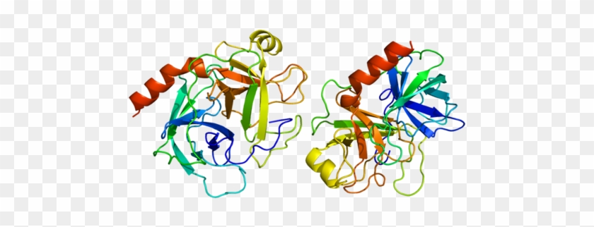 Powder Trypsin, Usage - Trypsinogen To Trypsin Structure #880681