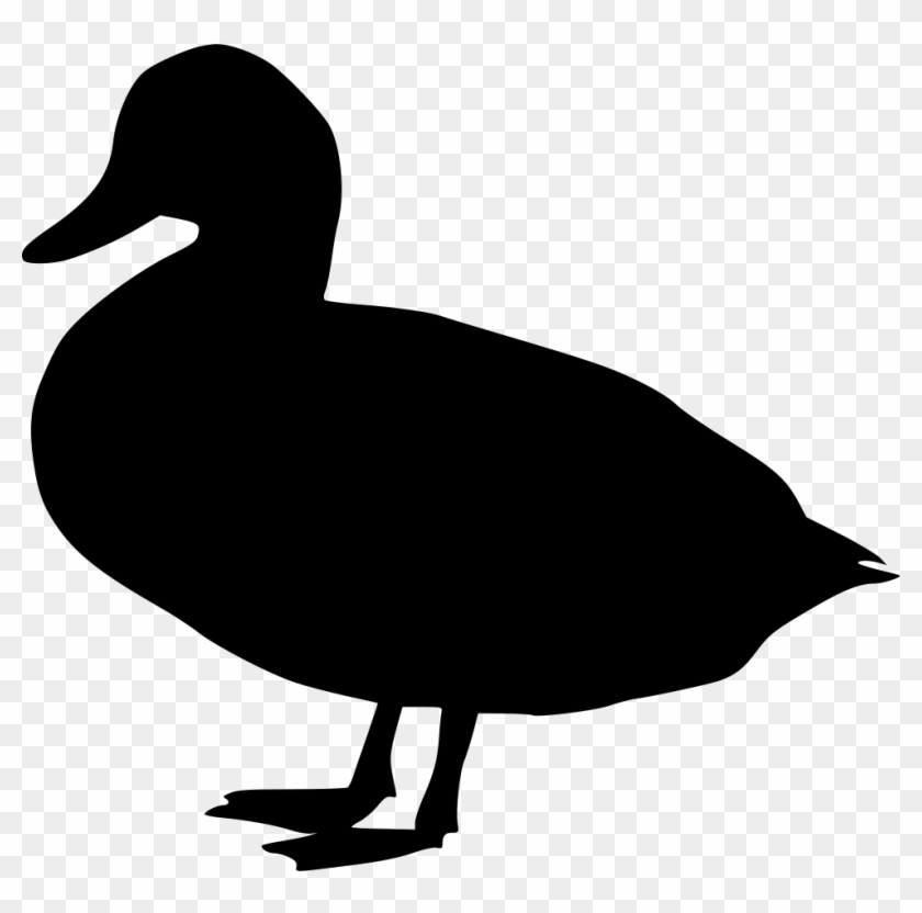 Duck Comments - Duck #881553