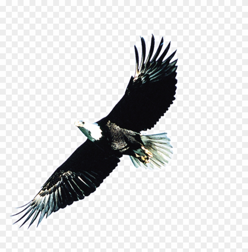 Bald Eagle Atlxe9tico Clube Juventus - Clip Art #883511