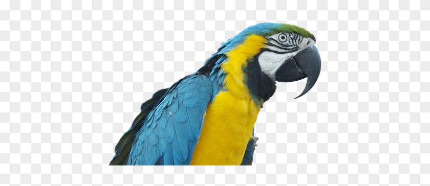 Parrot Ara Bird Colorful Plumage Transpare - Ara Png #884159