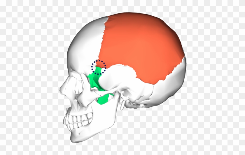 Position Of Sphenoparietal Suture - Sutura Sphenozygomatic #885865