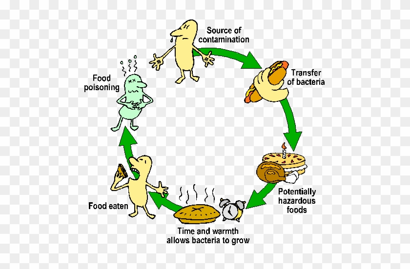 Food Contamination Food Contamination Food Contamination - Bacterial Contamination Of Food #886398