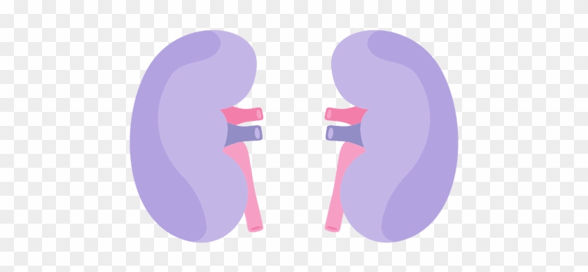 Kidney Human Organ Transparent Png - Iconos De Riñones Png #887875