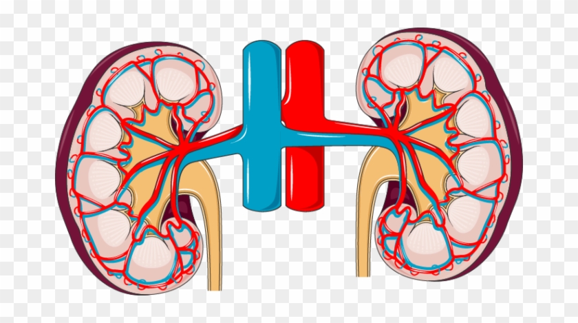 Kidney - Les Reins Les Constituant #887921