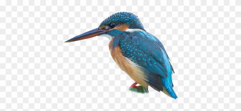 Common Kingfisher - Coraciiformes #891839