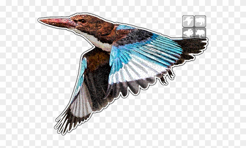 White-throated Kingfisher Decal - White-throated Kingfisher #891862