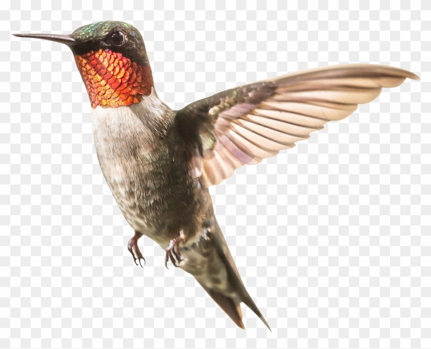 Hummingbird Png Transparent Image - Humming Bird Png Transparent #891897