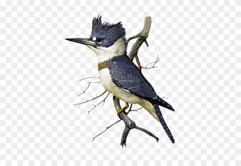 Kingfisher Transparent Background - Belted Kingfisher Drawing #891918