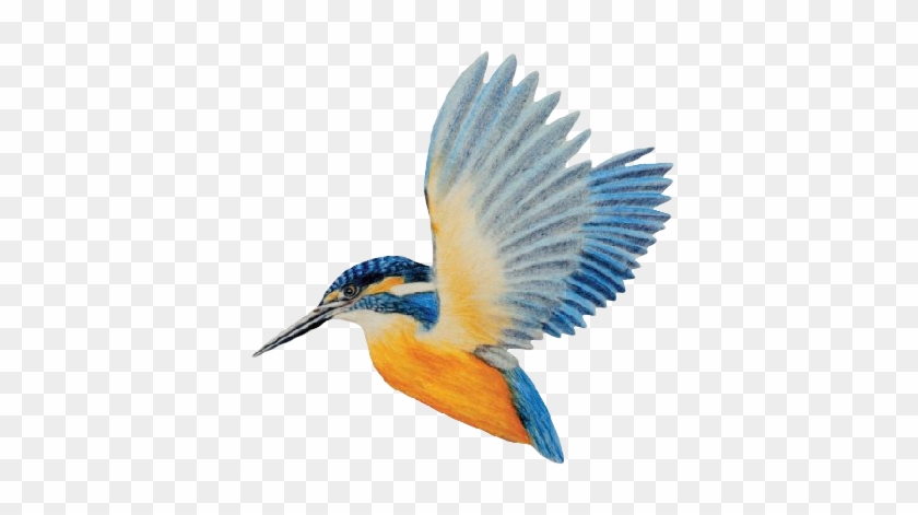 Kingfisher-big - Coraciiformes #891935