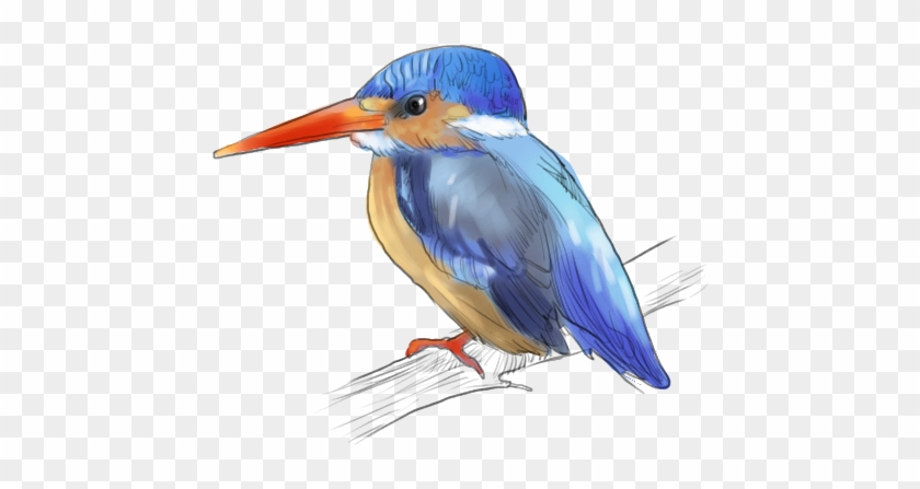 Blue-eared Kingfisher - Belted Kingfisher #891962