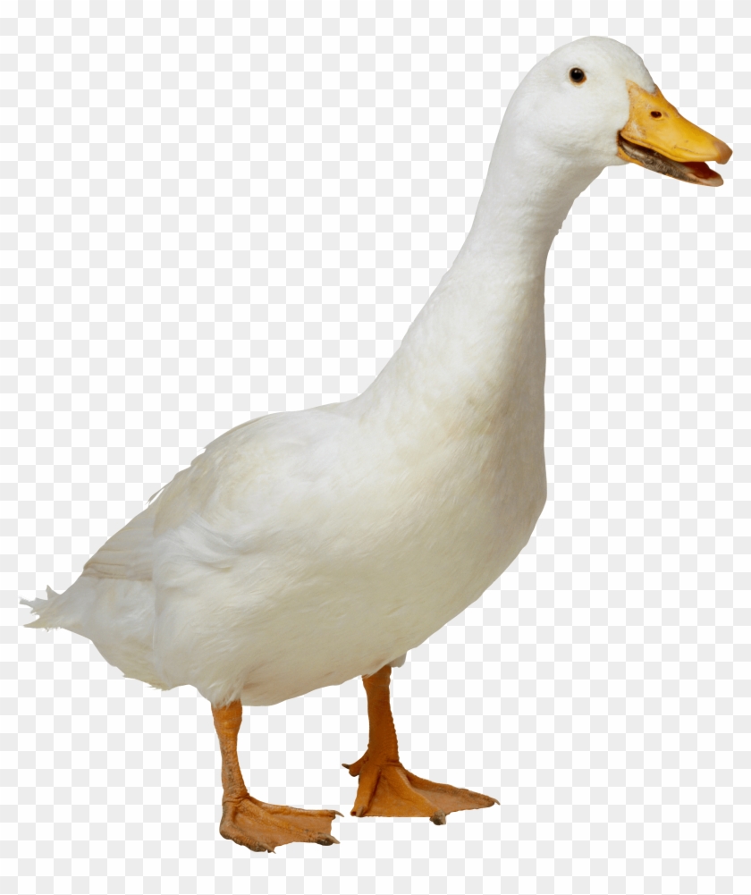 Duck Clipart Transparent Background - Duck Png #892682