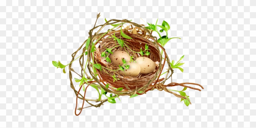 Birds Nests With Eggs - Nest #892722