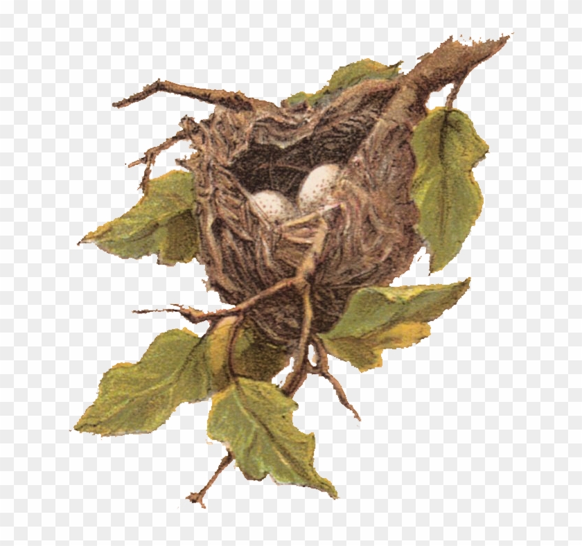 Free Vintage Clip Art Nest With Eggs - Bird Nest Clip Art #892729