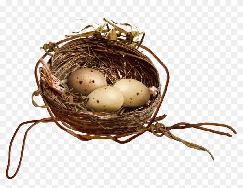 Bird Nest Egg Clip Art - Bird Nest #892734