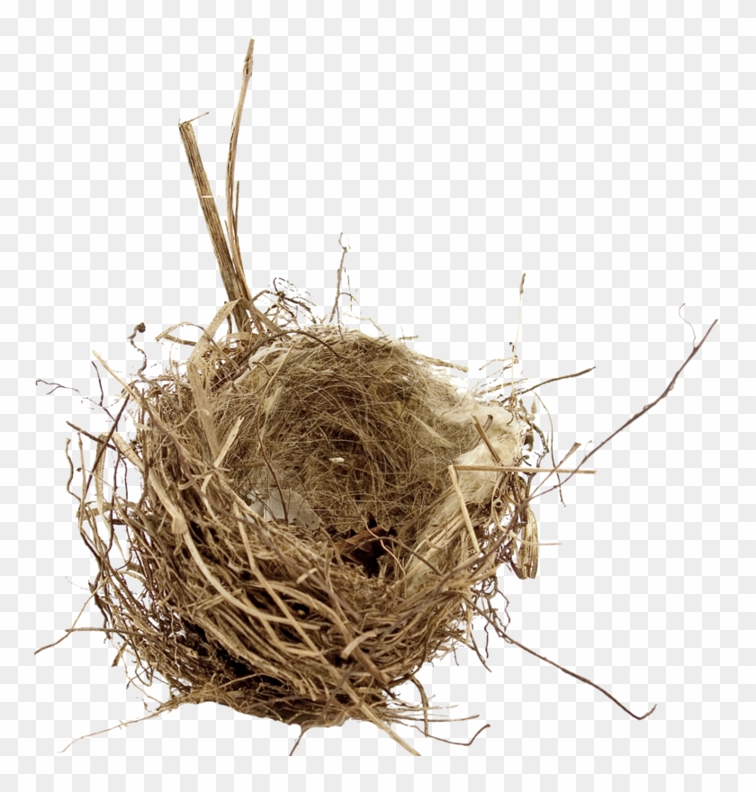 Birds Nests - Bird Nest Png #892779