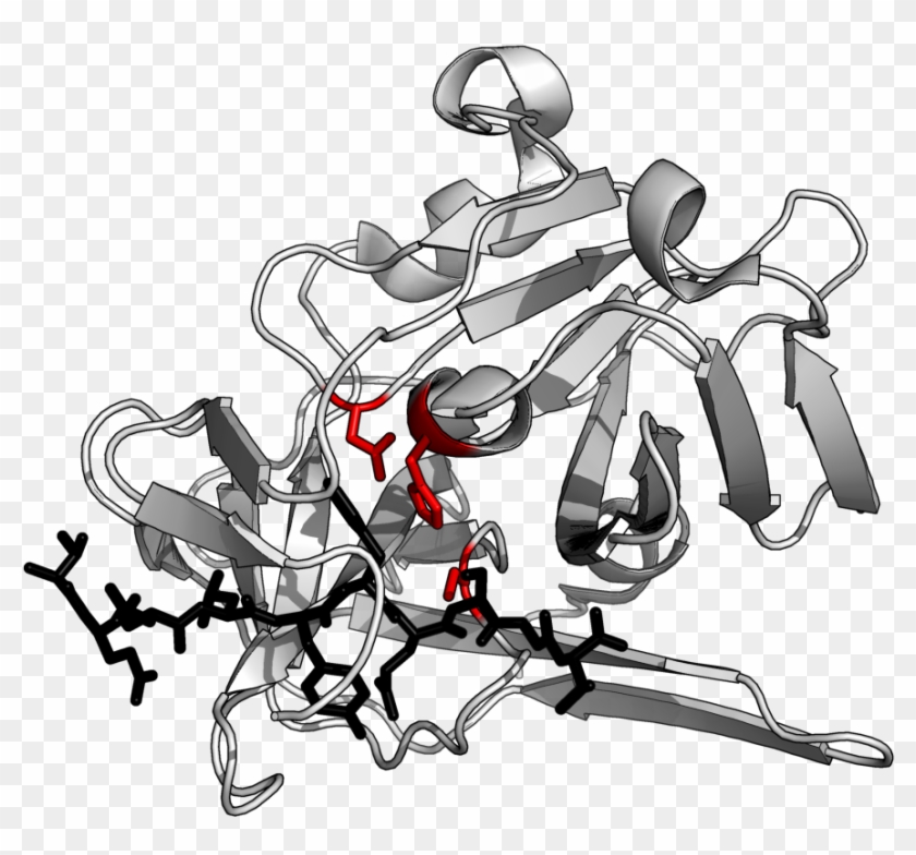 Acid Protease #893453