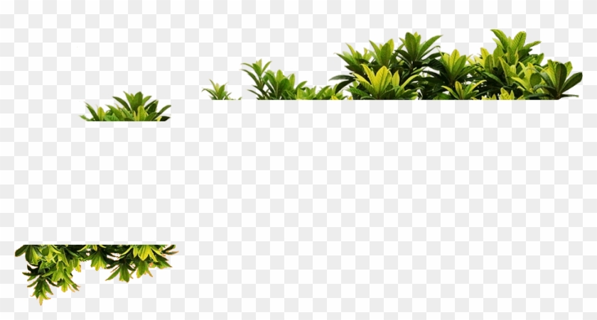 Png Plantas - Grass #893504