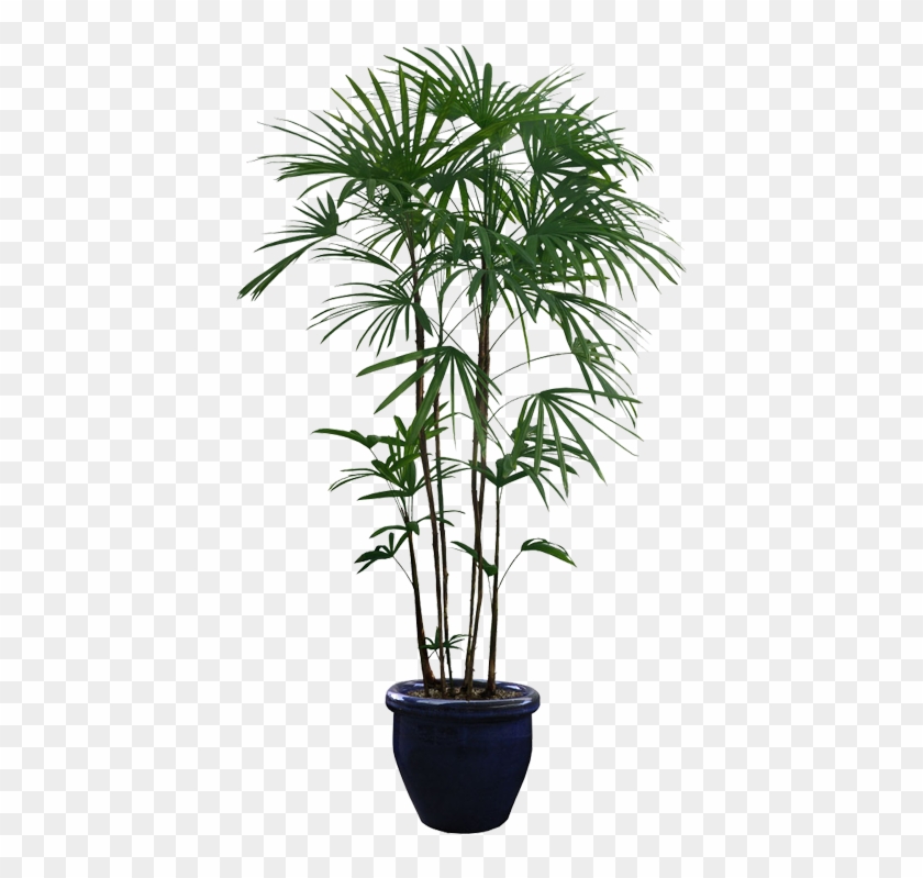 Planta De Árbol - Potted Plants Png #893537