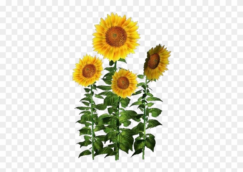 Plantas 3d Girasol Acca Software For Plantas Decorativas - Software #893562