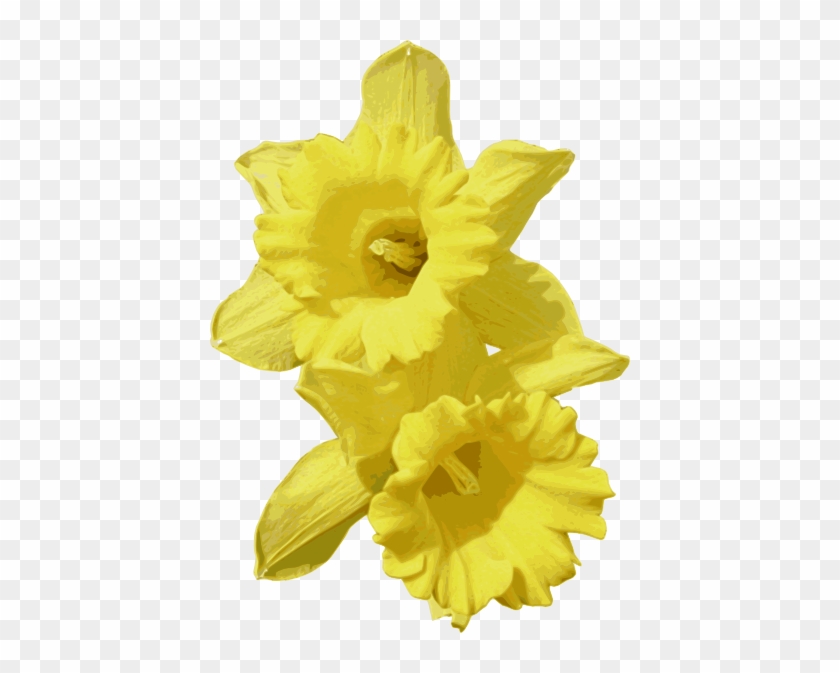 Daffodils Transparent - Daffodil Clip Art Png #894092