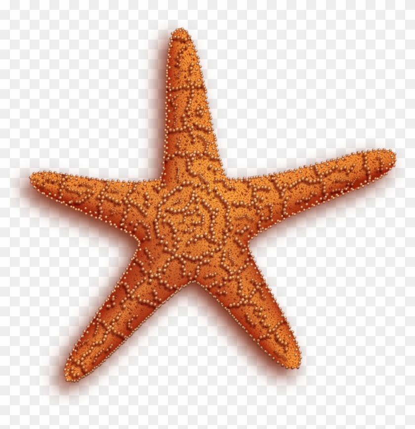 Image - Free Starfish Png - Free Transparent PNG Clipart Images Download