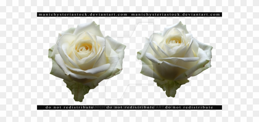 White Rose Cut Out 2 By Manichysteriastock - Floribunda #894603