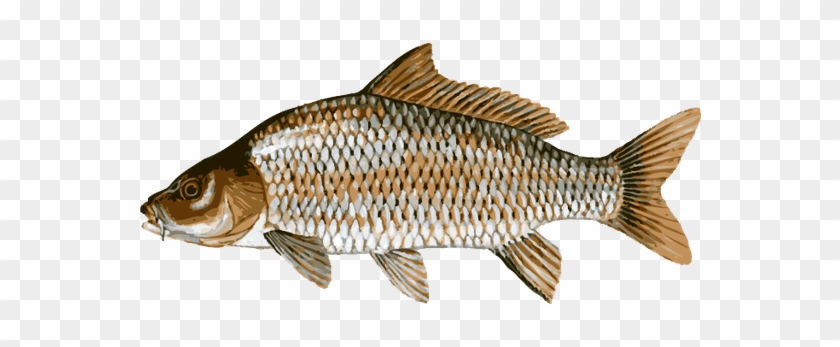 Great Clip Art Of Freshwater Fish - Common Carp #895606