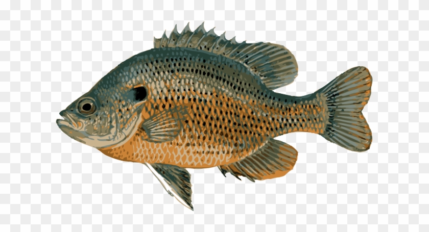 Great Clip Art Of Freshwater Fish - Bluegill Fish #895608