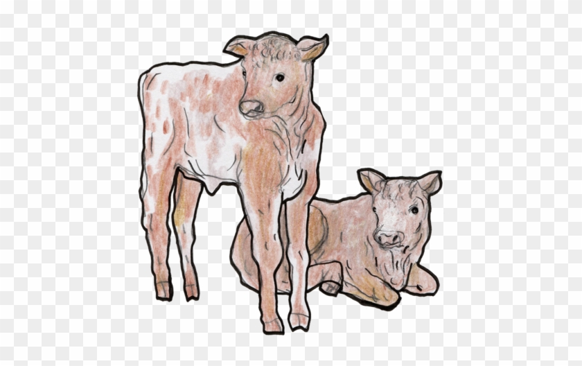 #104 - Calf #897405