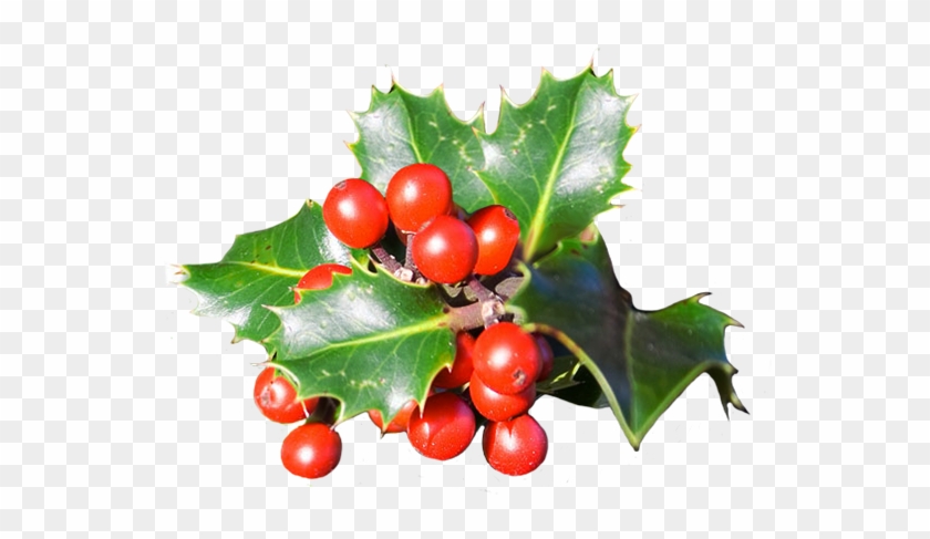 Red holly berry with green stem and leaves png download - 3660*3464 - Free  Transparent Red Holly Berry png Download. - CleanPNG / KissPNG