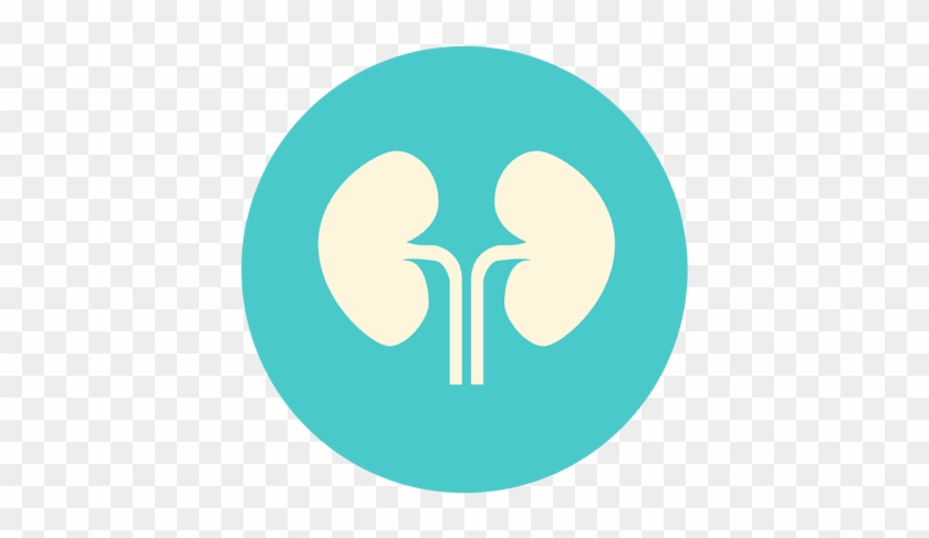 Flat Kidney Circle Icon Transparent Png - Riñon Icono #903195