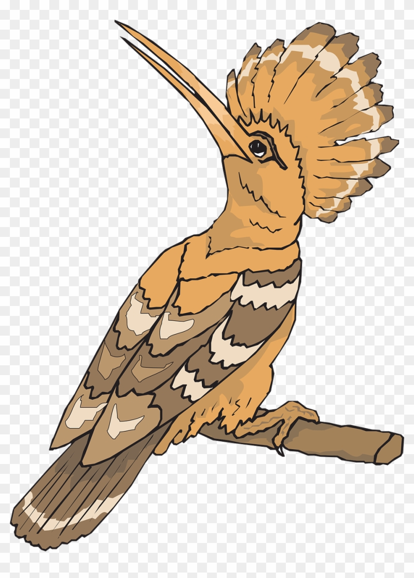 hoopoe bird clipart