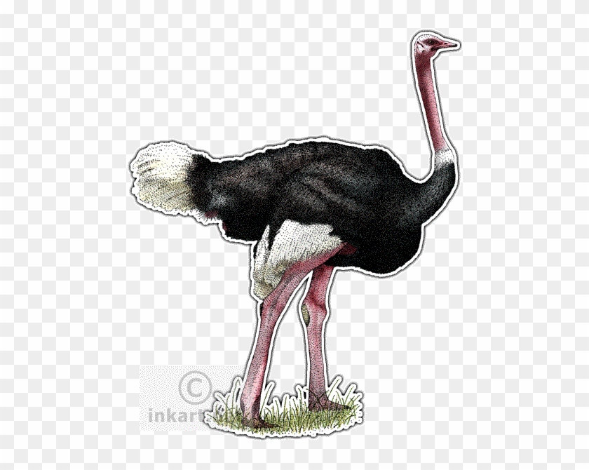 Ostrich Decal - Art #903399