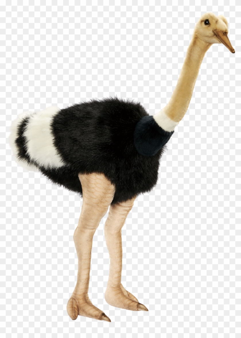 Download Animals Ostrich Png Transparent Images Transparent - Ostrich #903436