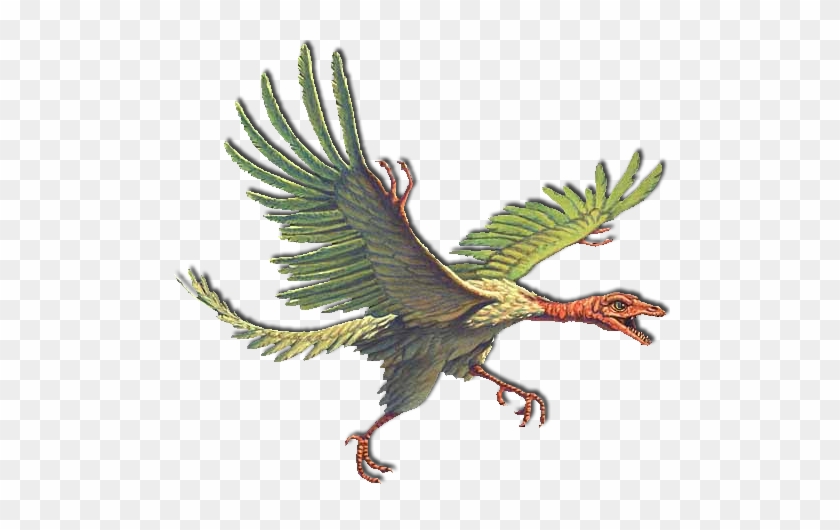 Archaeopteryx, The First Bird - Neimoidian Kreehawk #903574