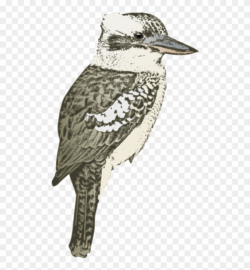 Kookaburra Sitting Kookaburra Isolated Transparent Kookaburra Free Transparent Png Clipart Images Download