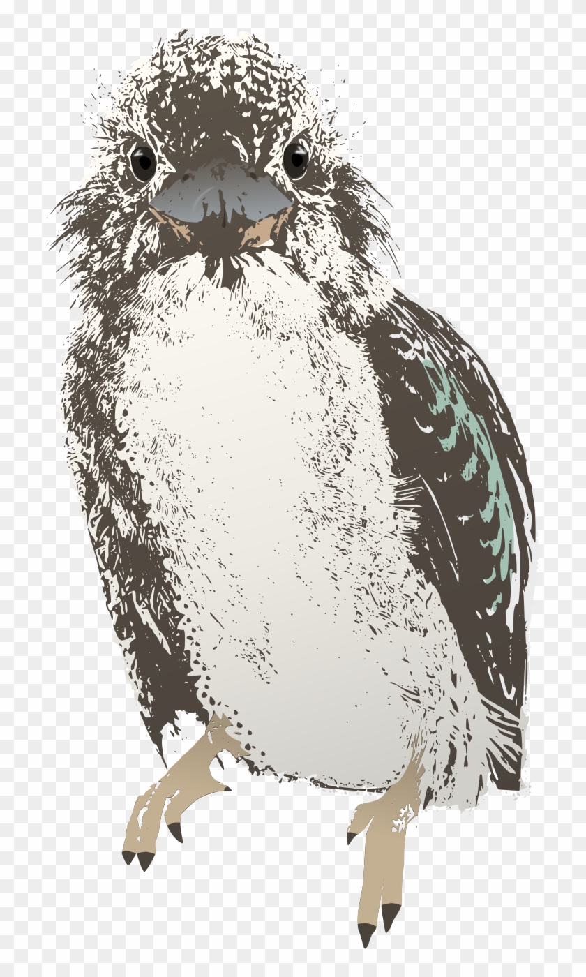 Bird Clipart - Kookaburra #904252