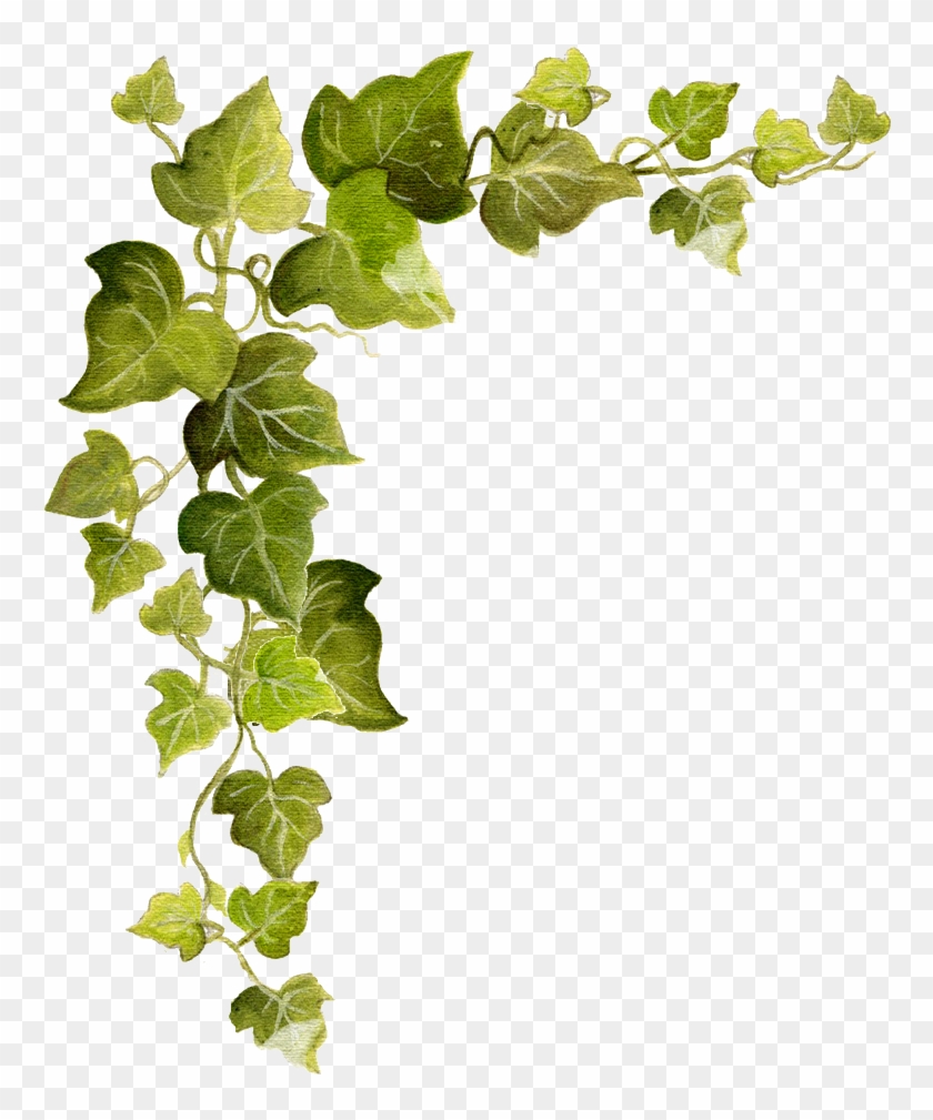 Common Ivy Vine Clip Art - Free Ivy Png - Free Transparent PNG Clipart ...
