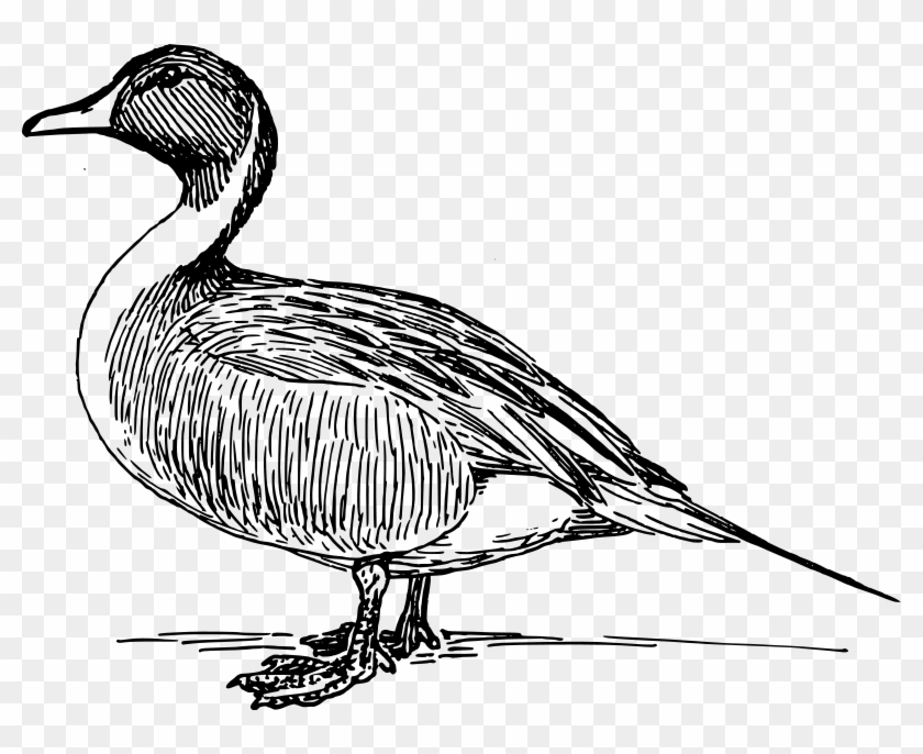 Mallard Clip Art - Duck In Black And White #19069