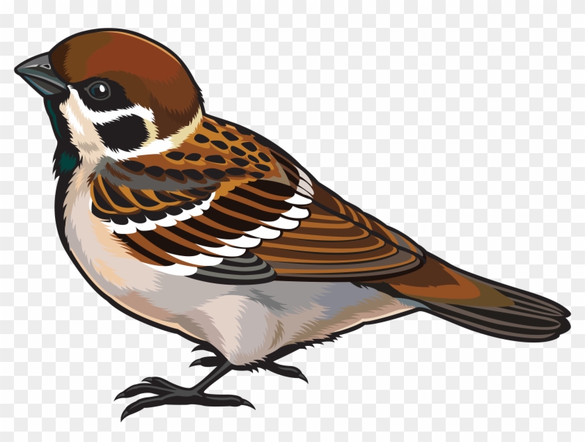 Sparrow Png Clipart - Sparrow Images Clip Art #21771