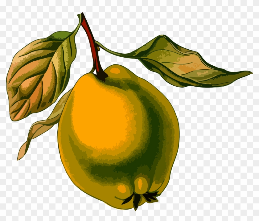 Quince Clipart - Quince Clipart #167768