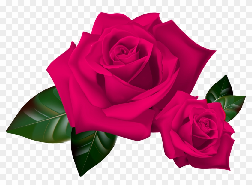 Beautiful Rose 1 - Rose Clipart - Free Transparent PNG Clipart Images ...