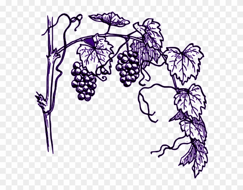 Purple Grape Vine Clip Art At Clker Grape Tree Clipart - Vine Clipart Black And White #912103