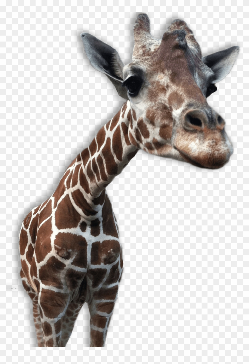 Giraffe Transparent - Animal Png Transparent Backgrounds #921161