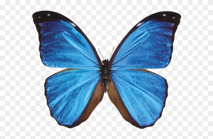 blue morpho butterfly wallpaper
