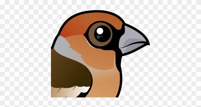 The Hawfinch Is A Large-sized Finch That Lives Across - The Hawfinch Is A Large-sized Finch That Lives Across #923185